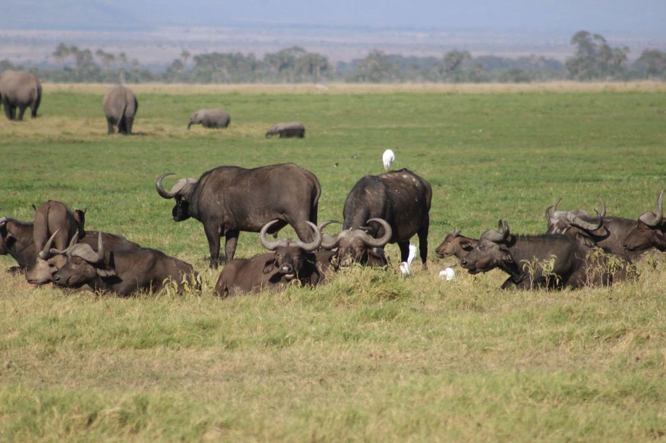 Photo of The Lioness of Amboseli and the Many Animals There! by Anuj Tikku