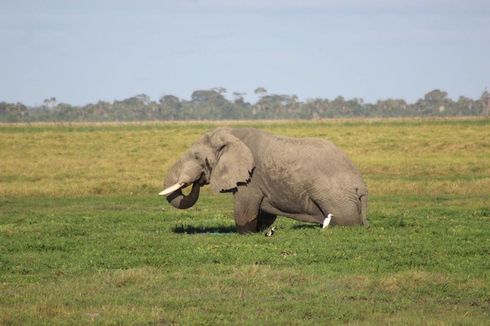 Photo of The Lioness of Amboseli and the Many Animals There! by Anuj Tikku