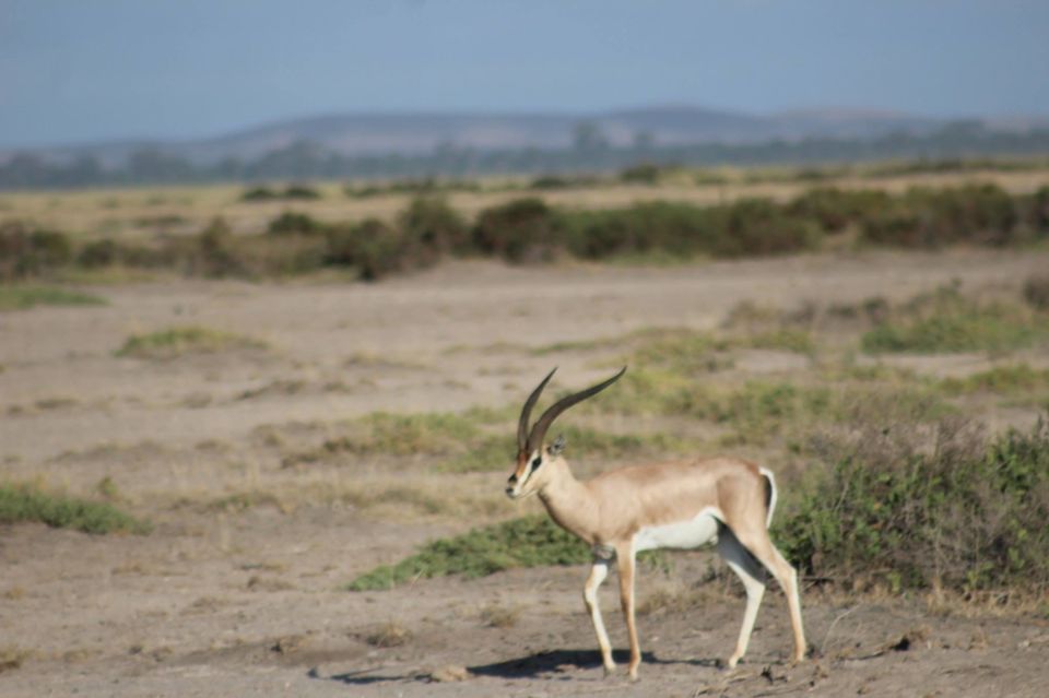 Photo of The Lioness of Amboseli and the Many Animals There! by Anuj Tikku