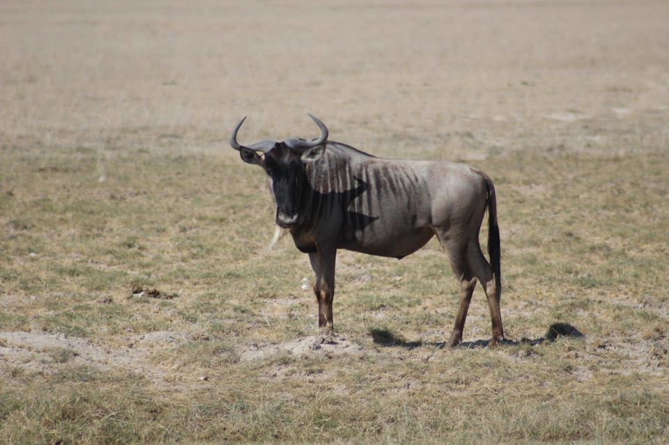 Photo of The Lioness of Amboseli and the Many Animals There! by Anuj Tikku