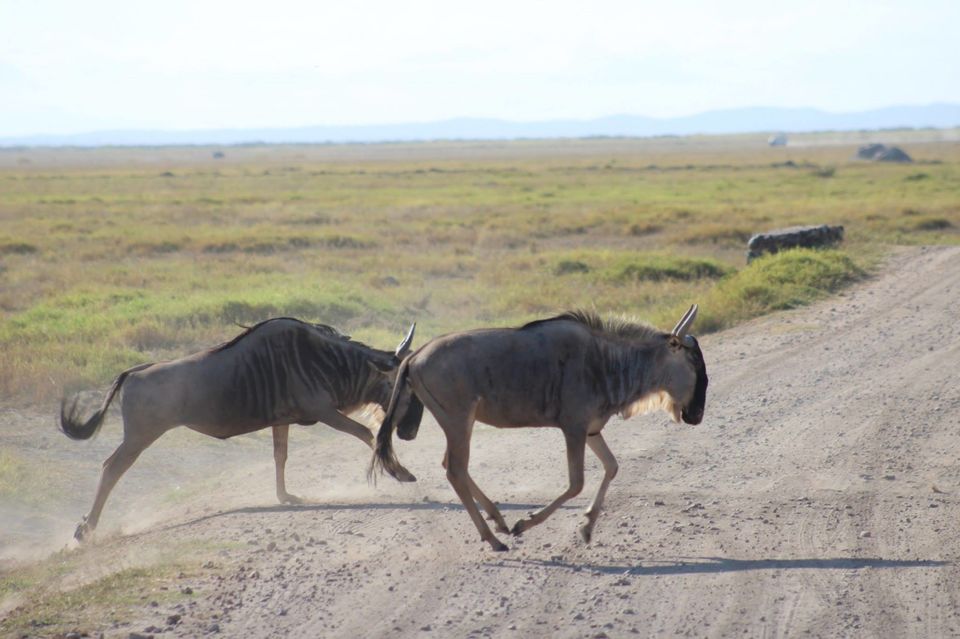 Photo of The Lioness of Amboseli and the Many Animals There! by Anuj Tikku