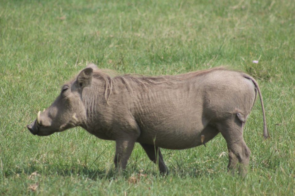 Photo of The Lioness of Amboseli and the Many Animals There! by Anuj Tikku