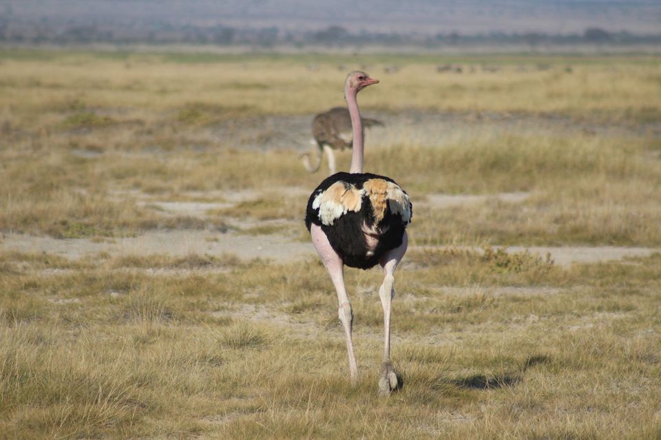 Photo of Hakuna Matata from Kenya by Anuj Tikku