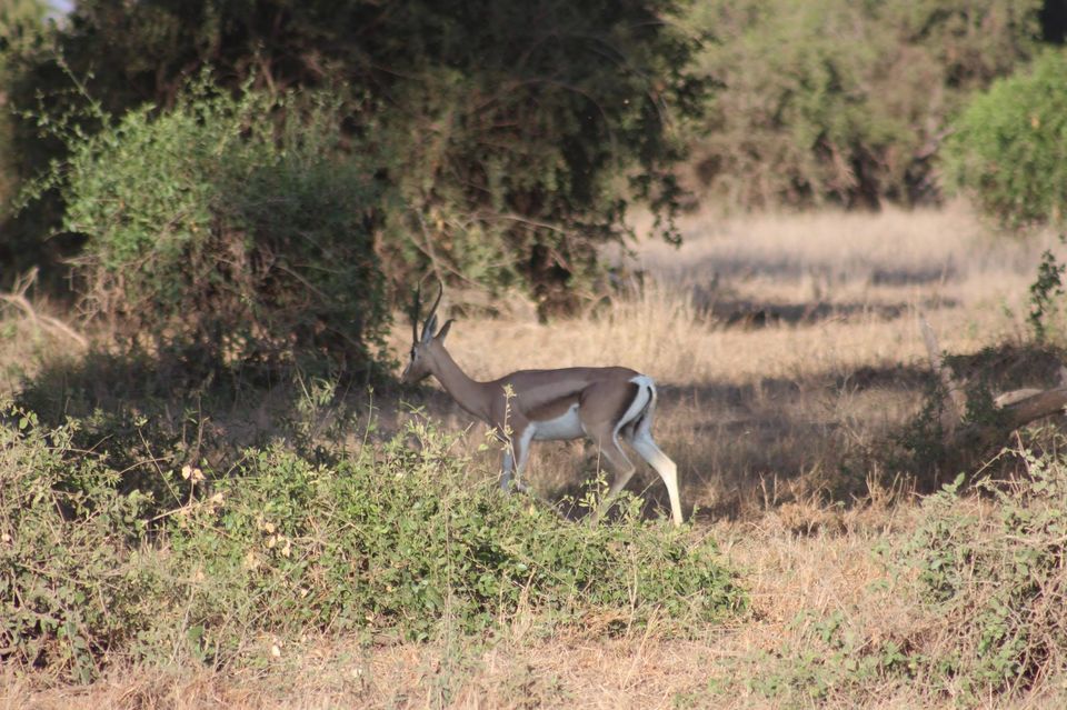 Photo of Hakuna Matata from Kenya by Anuj Tikku