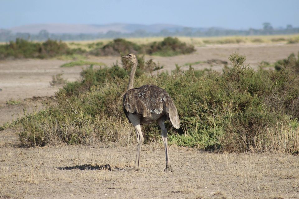 Photo of Hakuna Matata from Kenya by Anuj Tikku
