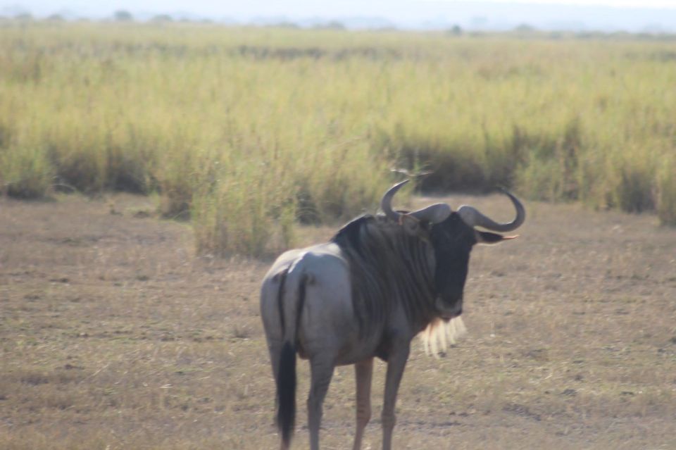Photo of Hakuna Matata from Kenya by Anuj Tikku