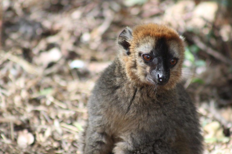 Photo of Isalo National Park, Ihorombe, Fianarantsoa Province, Madagascar by Anuj Tikku