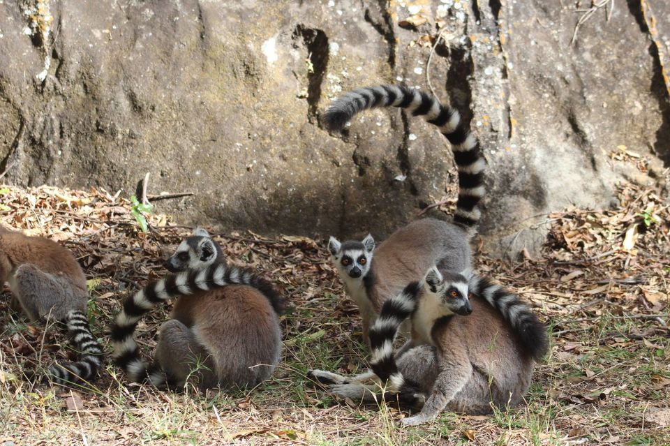 Photo of Isalo National Park, Ihorombe, Fianarantsoa Province, Madagascar by Anuj Tikku