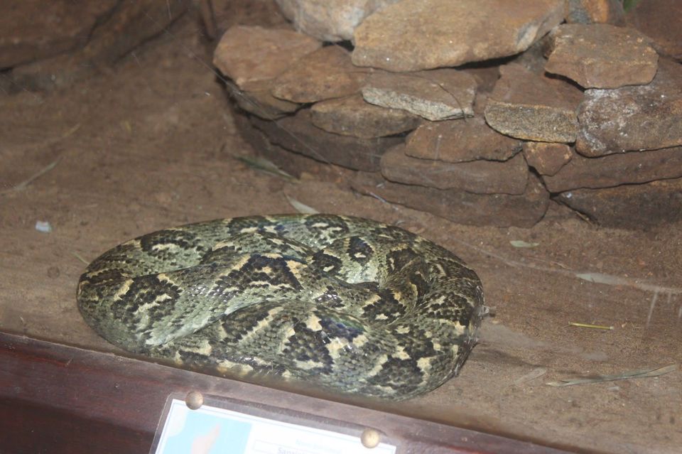 Photo of Crocodile Dandy at Antananarivo by Anuj Tikku