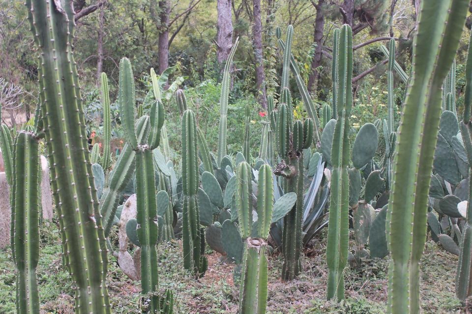 Photo of Crocodile Dandy at Antananarivo by Anuj Tikku