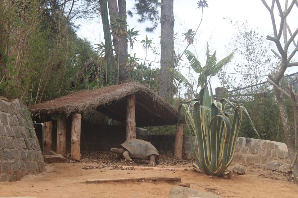 Photo of Crocodile Dandy at Antananarivo by Anuj Tikku