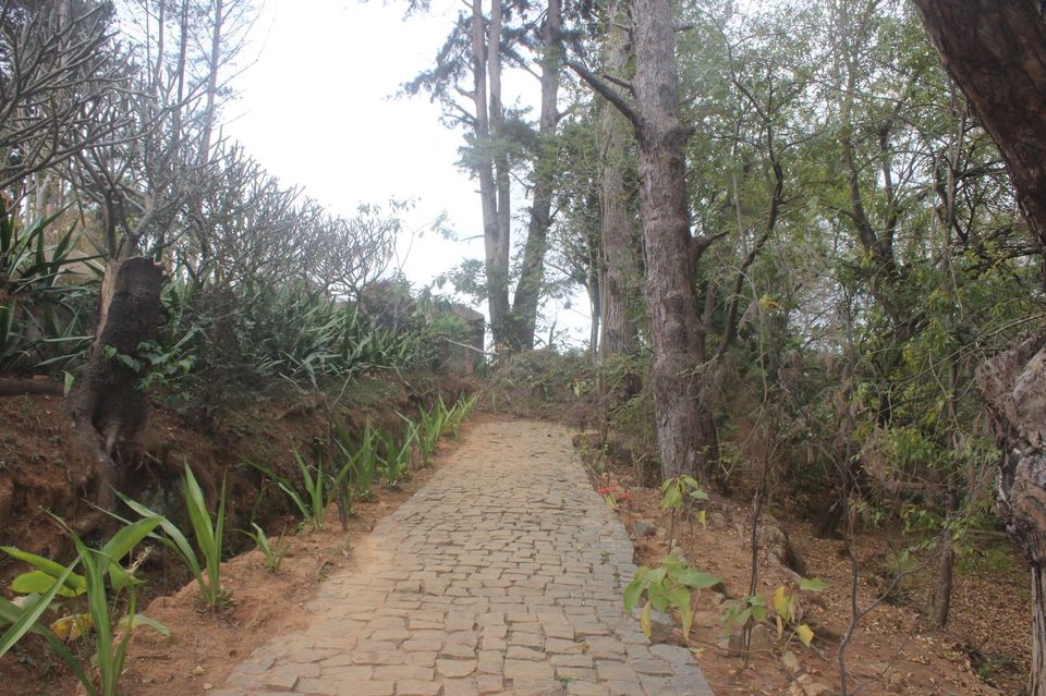 Photo of Crocodile Dandy at Antananarivo by Anuj Tikku