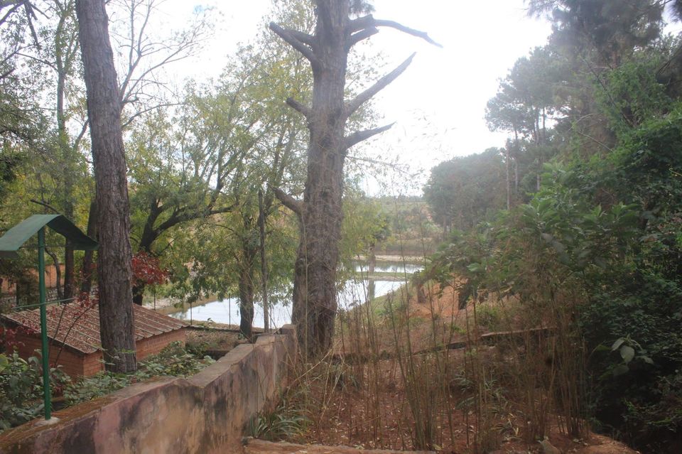 Photo of Crocodile Dandy at Antananarivo by Anuj Tikku