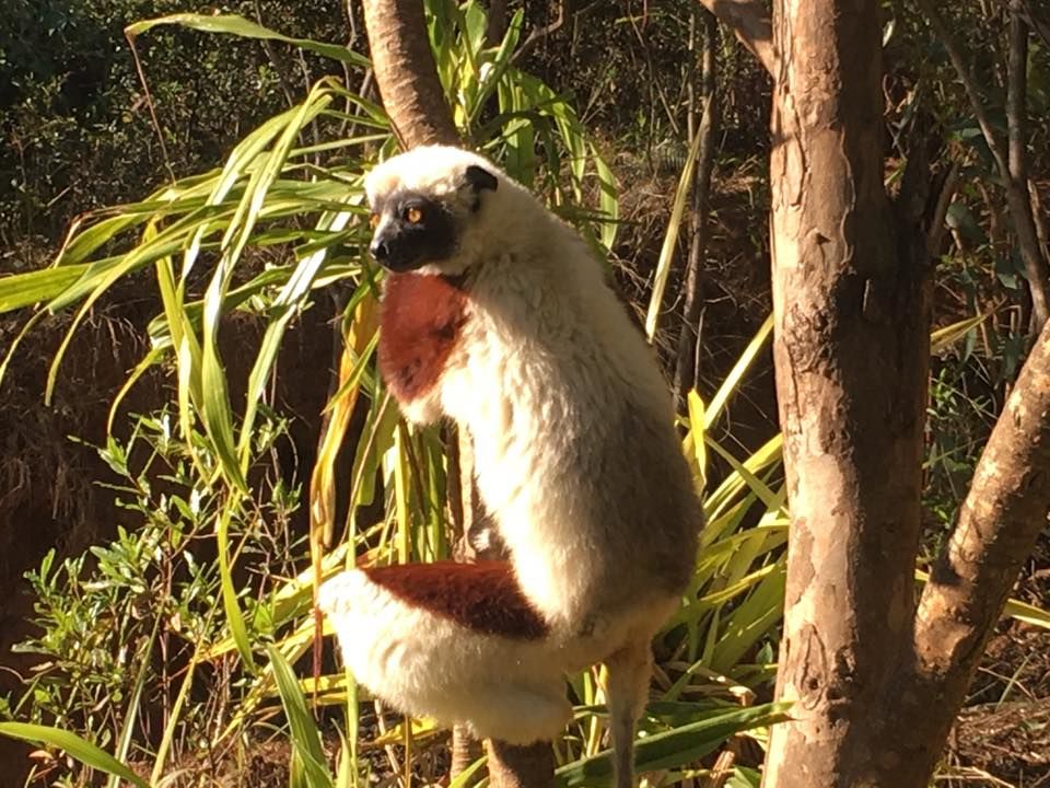 Photo of Looking at Lemurs and the Local Cuisine by Anuj Tikku