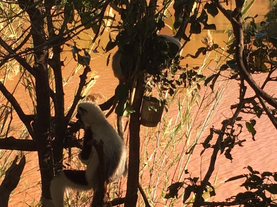 Photo of Looking at Lemurs and the Local Cuisine by Anuj Tikku