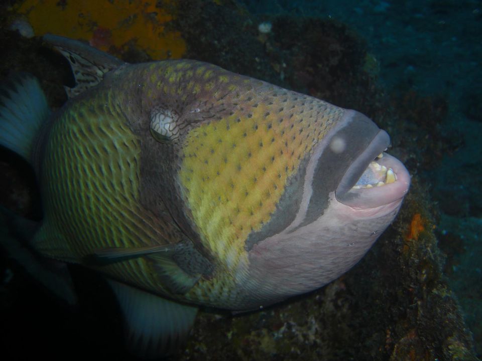 Photo of Diving for Shells, Chasing Rainbows and a Mountain with a Head! by Anuj Tikku