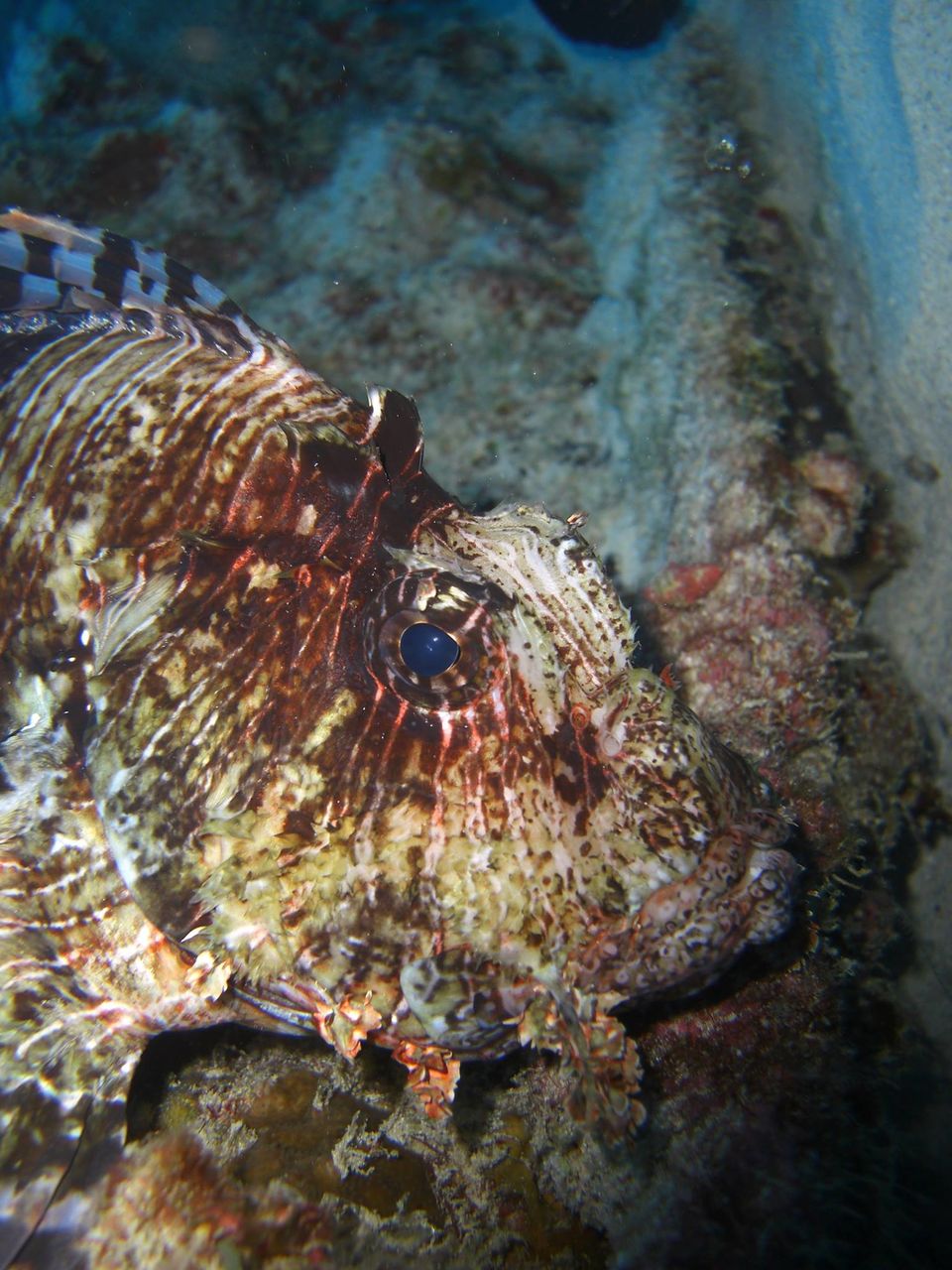Photo of Diving for Shells, Chasing Rainbows and a Mountain with a Head! by Anuj Tikku