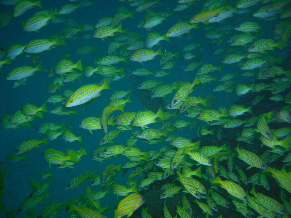 Photo of Diving for Shells, Chasing Rainbows and a Mountain with a Head! by Anuj Tikku