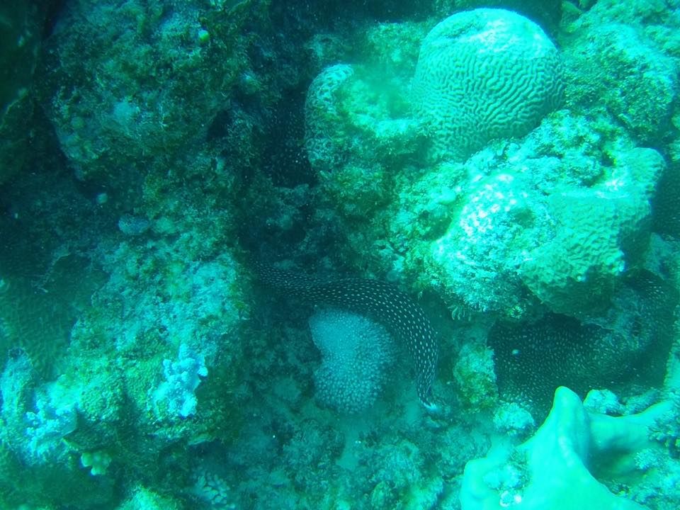 Photo of Diving for Shells, Chasing Rainbows and a Mountain with a Head! by Anuj Tikku