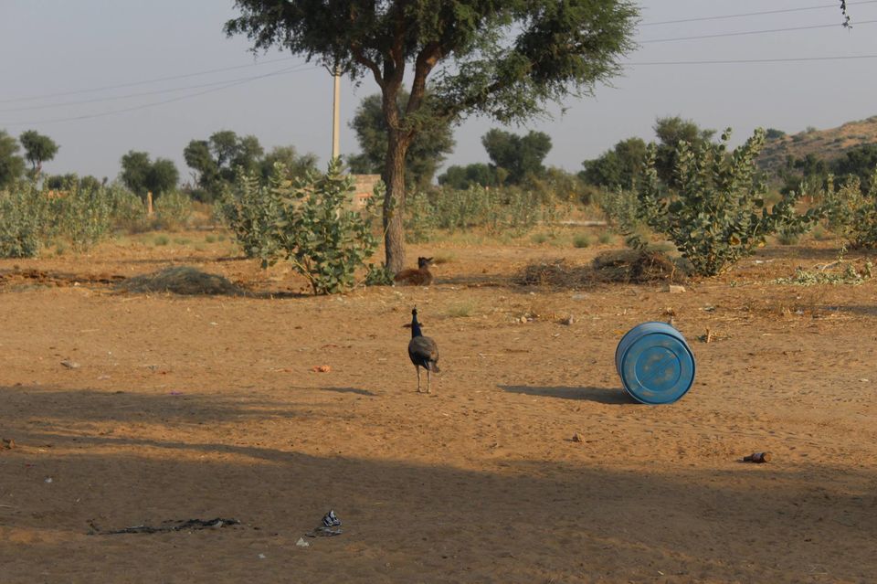 Photo of Pushkar, Rajasthan, India by Anuj Tikku