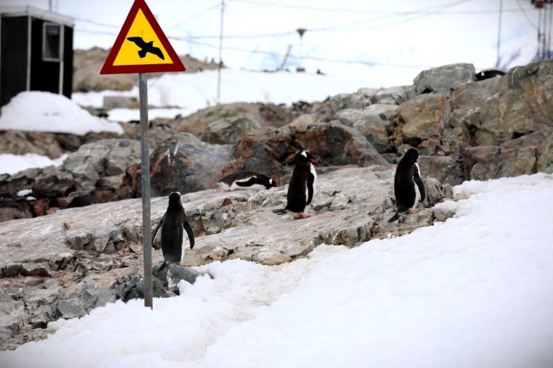 Photo of Wild Antarctica - Weddell Seals and the Antarctic Penguins by Anuj Tikku