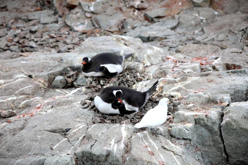 Photo of Antarctica by Anuj Tikku