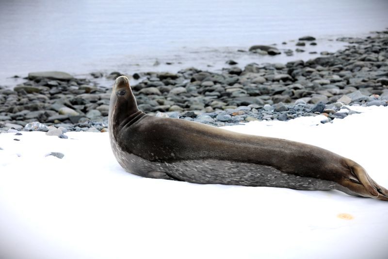 Photo of Wild Antarctica - Weddell Seals and the Antarctic Penguins by Anuj Tikku