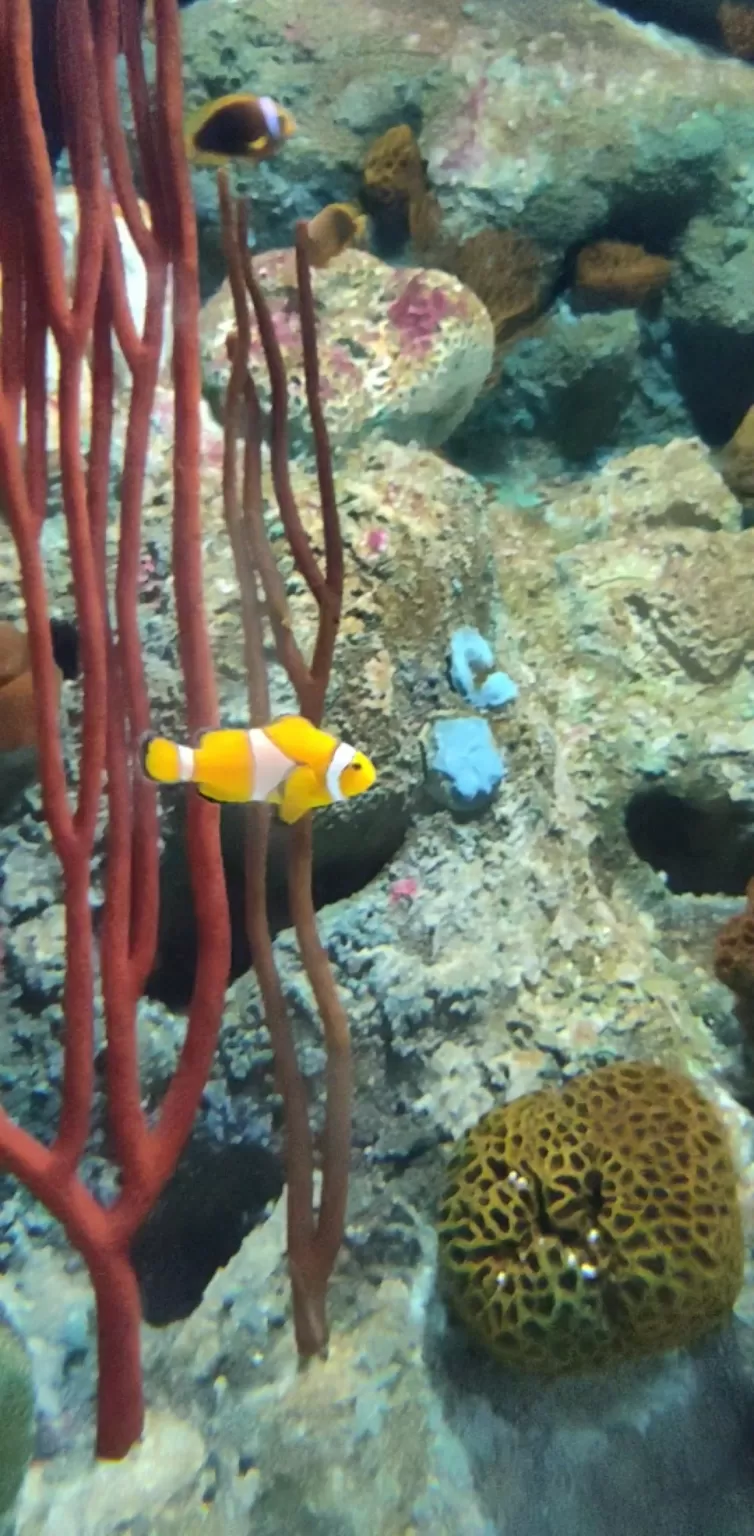 Photo of Underwater World Pattaya, Sukhumvit Road, ตำบล หนองปรือ Bang Lamung District, Chon Buri, Thailand by Tushar Dawar