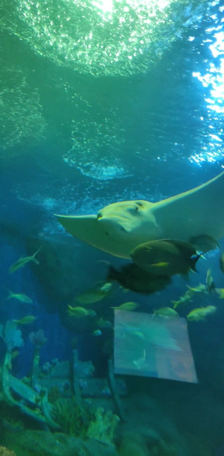 Photo of Underwater World Pattaya, Sukhumvit Road, ตำบล หนองปรือ Bang Lamung District, Chon Buri, Thailand by Tushar Dawar