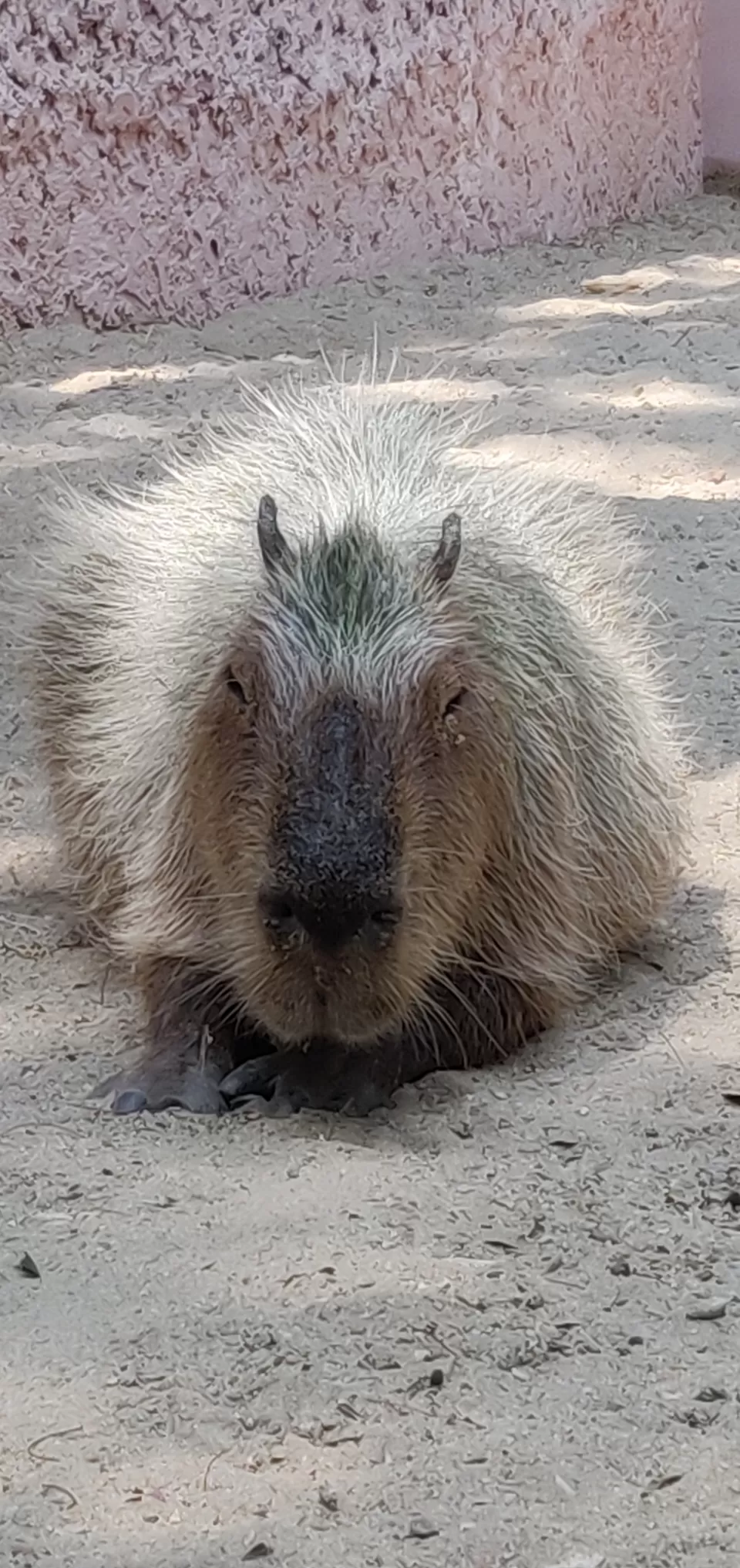 Photo of Safari World, Thanon Panya Intra, Sam Wa Tawan Tok, Khlong Sam Wa, Bangkok, Thailand by Tushar Dawar
