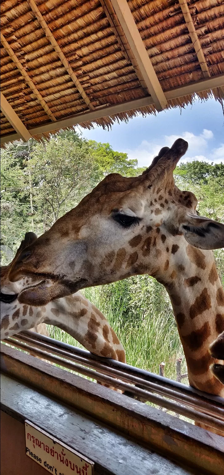 Photo of Safari World, Thanon Panya Intra, Sam Wa Tawan Tok, Khlong Sam Wa, Bangkok, Thailand by Tushar Dawar