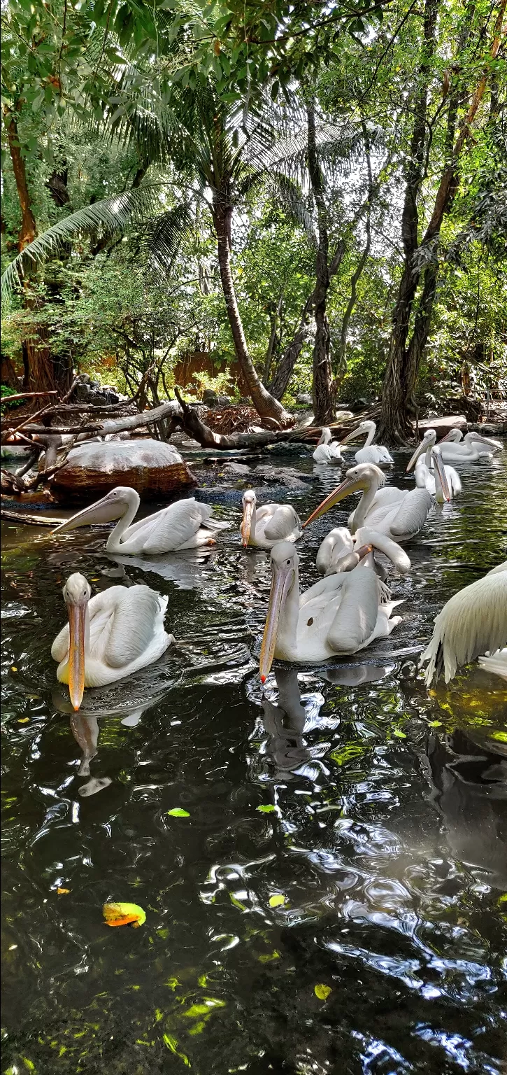 Photo of Safari World, Thanon Panya Intra, Sam Wa Tawan Tok, Khlong Sam Wa, Bangkok, Thailand by Tushar Dawar