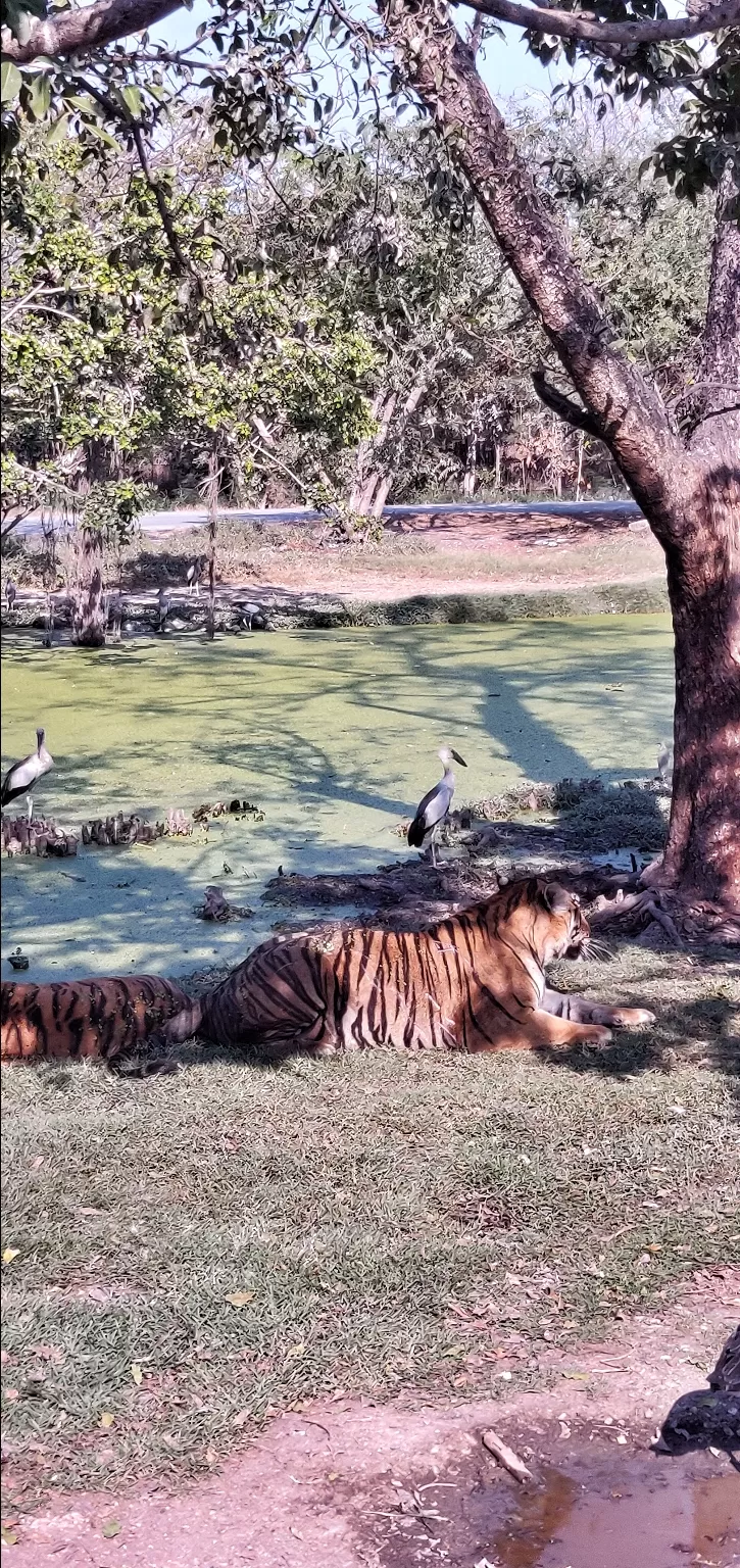 Photo of Safari World, Thanon Panya Intra, Sam Wa Tawan Tok, Khlong Sam Wa, Bangkok, Thailand by Tushar Dawar