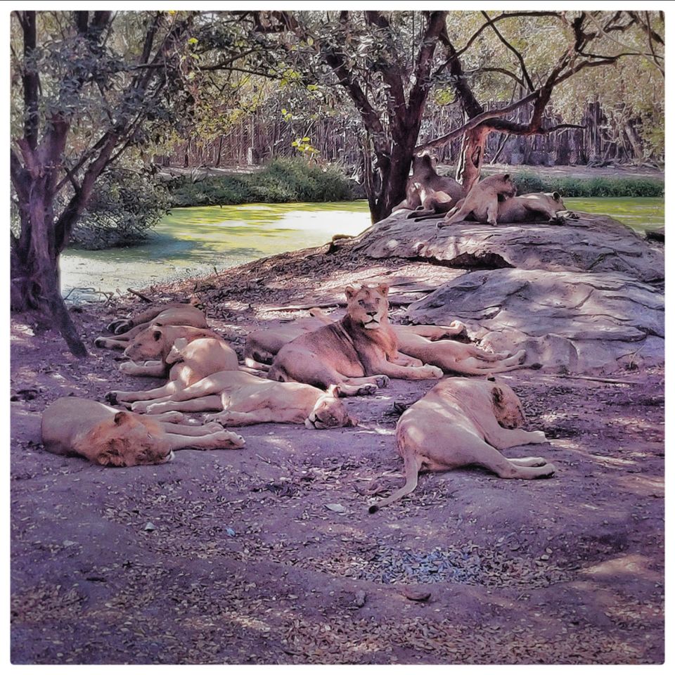 Photo of Safari World, Thanon Panya Intra, Sam Wa Tawan Tok, Khlong Sam Wa, Bangkok, Thailand by Tushar Dawar