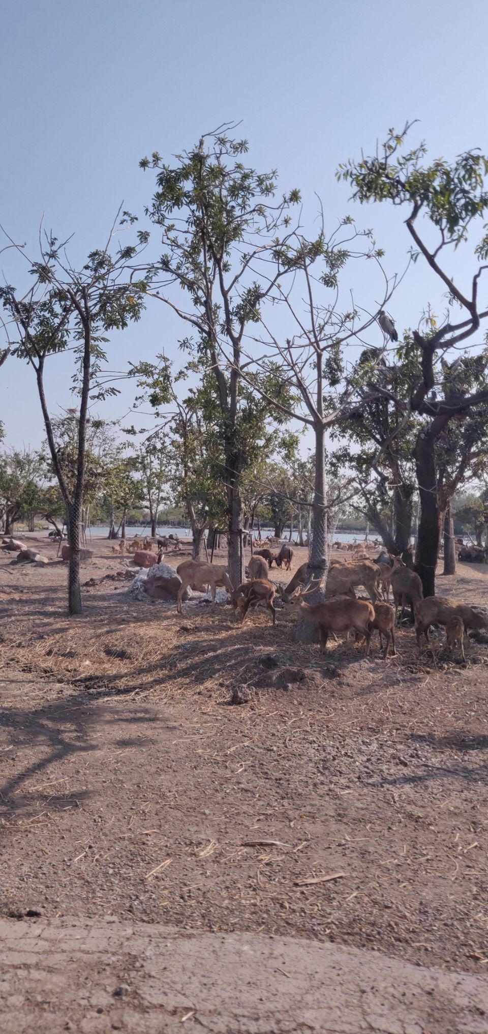 Photo of Safari World, Thanon Panya Intra, Sam Wa Tawan Tok, Khlong Sam Wa, Bangkok, Thailand by Tushar Dawar