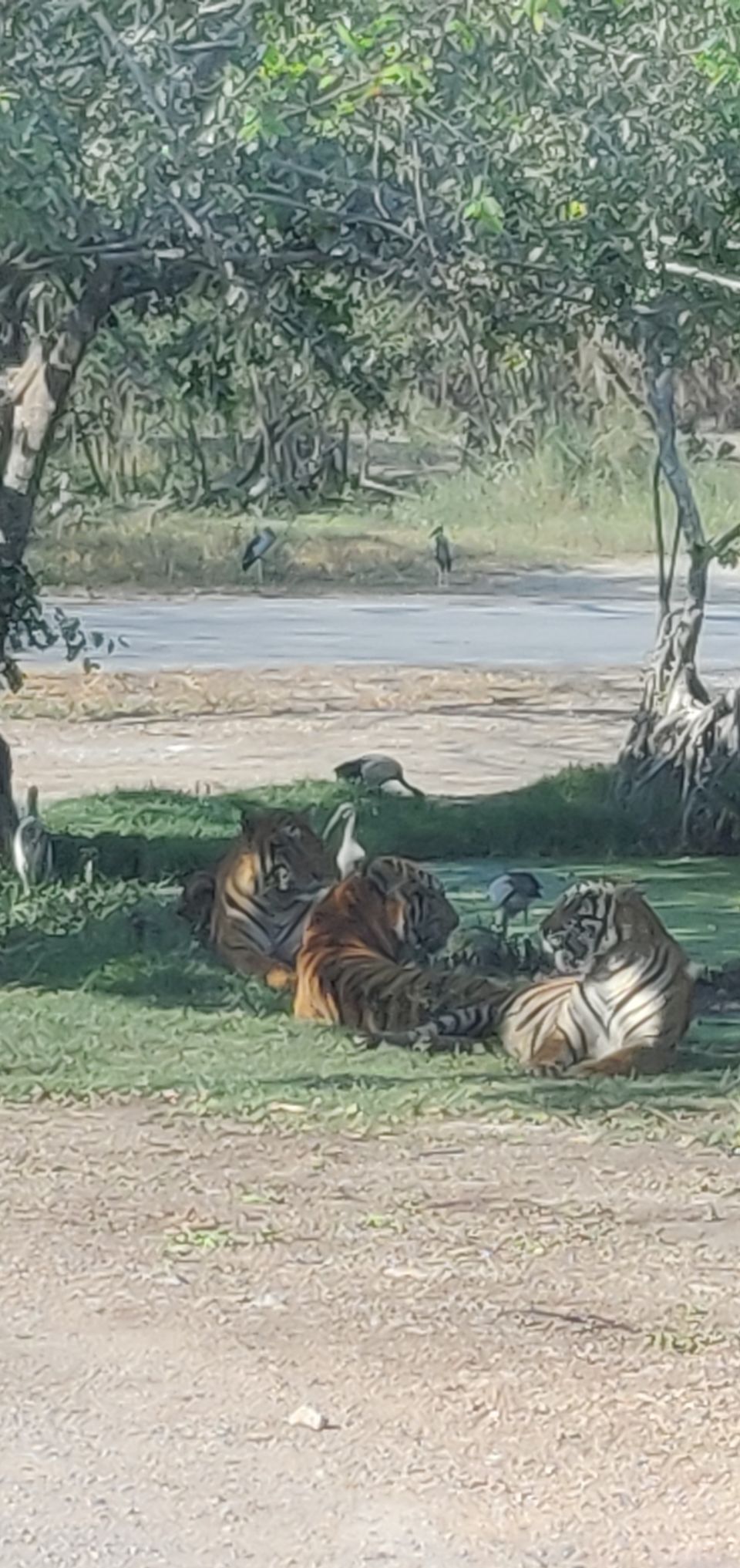Photo of Safari World, Thanon Panya Intra, Sam Wa Tawan Tok, Khlong Sam Wa, Bangkok, Thailand by Tushar Dawar
