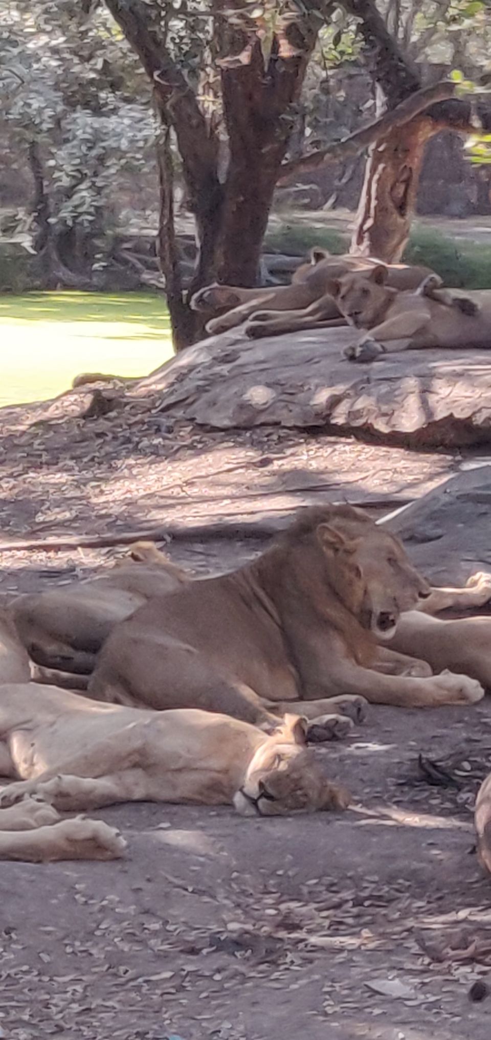 Photo of Safari World, Thanon Panya Intra, Sam Wa Tawan Tok, Khlong Sam Wa, Bangkok, Thailand by Tushar Dawar