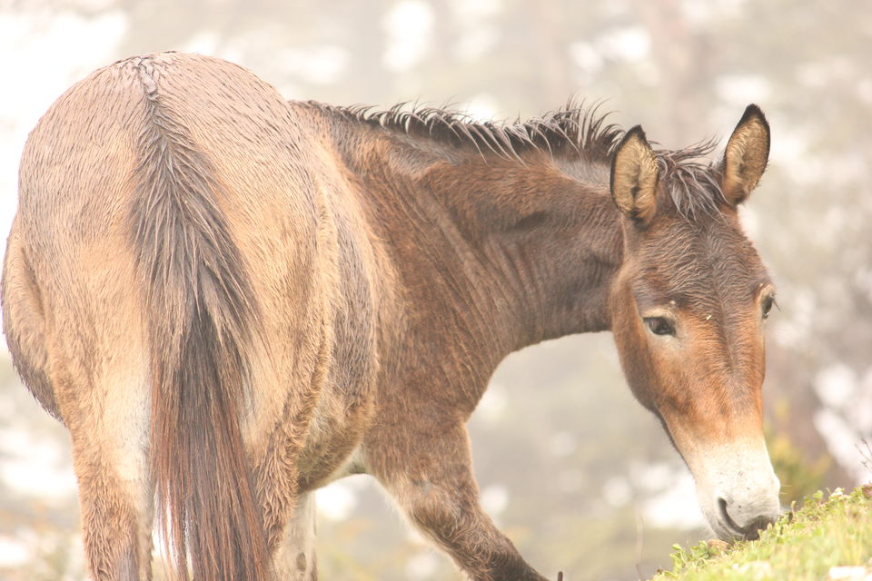 Photo of Tales from a Solo Backpacking to Bhutan by K. Dave