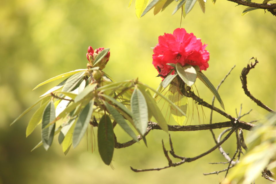 Photo of Tales from a Solo Backpacking to Bhutan by K. Dave