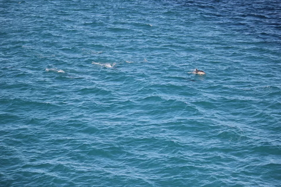 Photo of My Big Kiwi Adventure Log I: That Glorious Journey from Auckland to Marlborough Sounds by Rahul Poonja