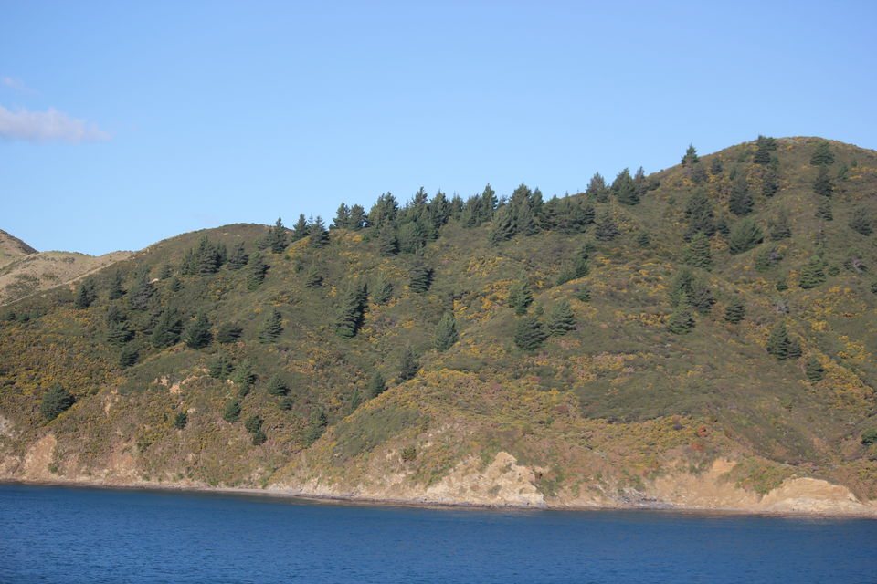 Photo of My Big Kiwi Adventure Log I: That Glorious Journey from Auckland to Marlborough Sounds by Rahul Poonja