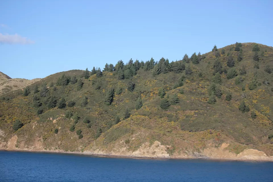 Photo of My Big Kiwi Adventure Log I: That Glorious Journey from Auckland to Marlborough Sounds by Rahul Poonja