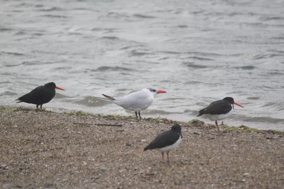 Photo of Aussie Bay, Momorangi Bay, New Zealand by Rahul Poonja
