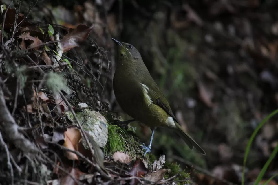 Photo of Queen Charlotte Track, Black Rock, Marlborough, New Zealand by Rahul Poonja
