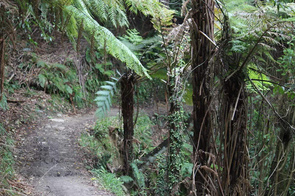 Photo of My Big Kiwi Adventure Log I: That Glorious Journey from Auckland to Marlborough Sounds by Rahul Poonja