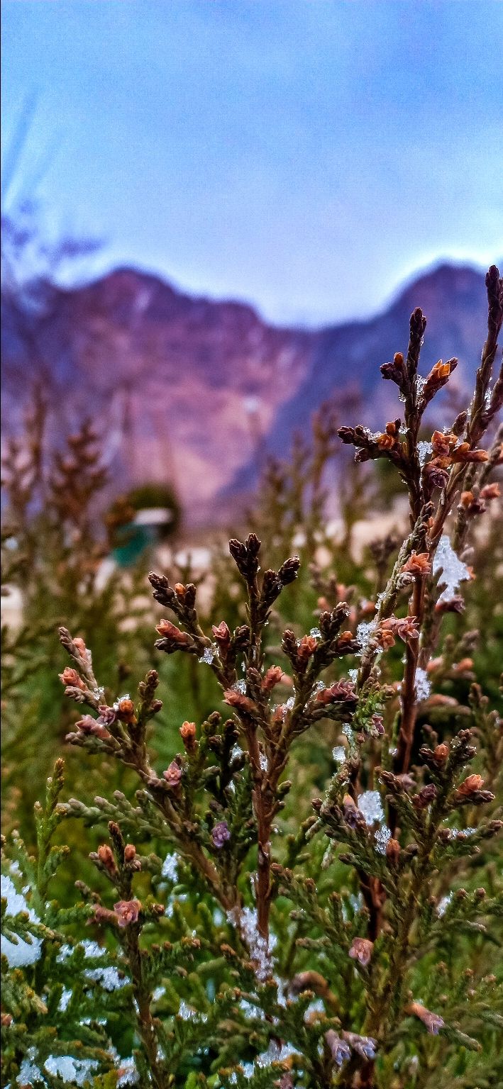 Photo of Joshimath, Uttarakhand, India by Rutwa Somani