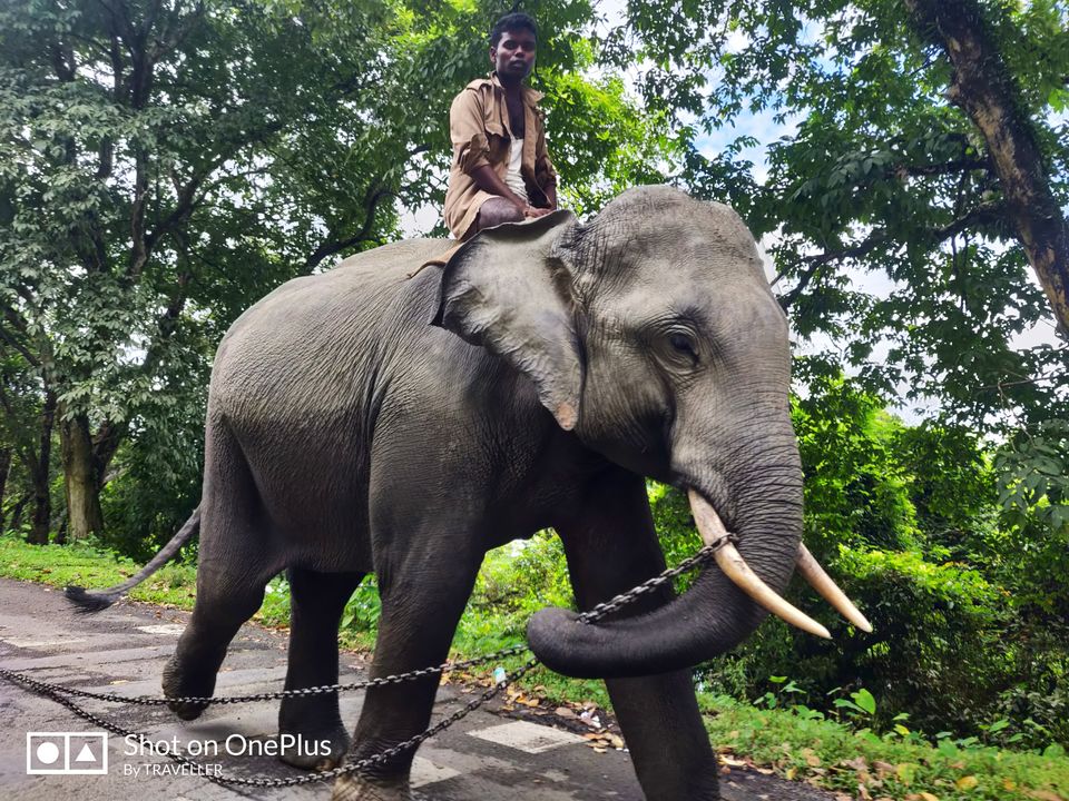 Photo of आसाम का छुपा ख़ज़ाना काकोचांग वाटरफाल by Pankaj Mehta Traveller
