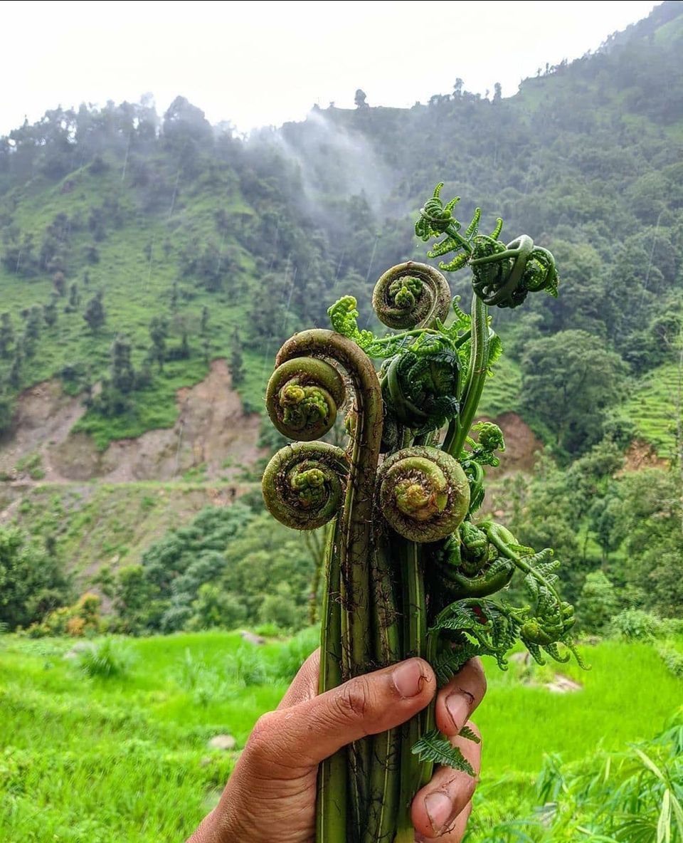 Photo of गुलदार वैली - एक जगह जहाँ मिलेगा सब कुछ by Pankaj Mehta Traveller