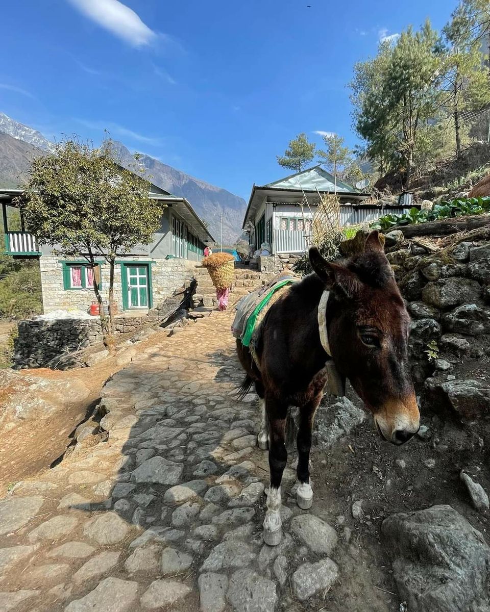 Photo of सिर्फ 15000 भारतीय रुपयों में किया एवरेस्ट बेस कैम्प ट्रेक l by Pankaj Mehta Traveller