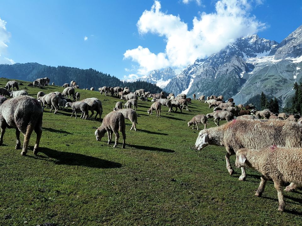 Photo of Sonmarg 2018 by Muzafar Shah